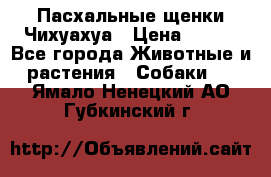 Пасхальные щенки Чихуахуа › Цена ­ 400 - Все города Животные и растения » Собаки   . Ямало-Ненецкий АО,Губкинский г.